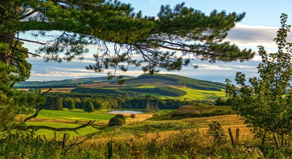 Бирнамский лес Шотландия