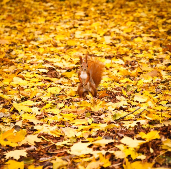 Осенние иллюстрации