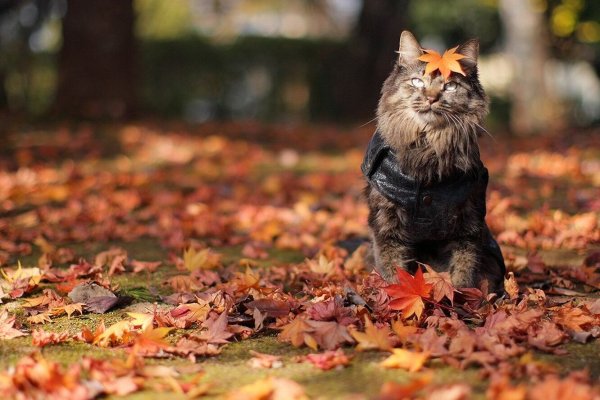 Необычные осенние пейзажи