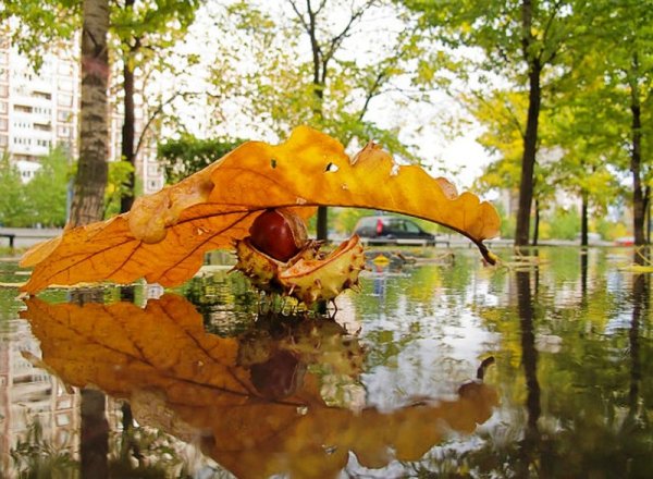 Осень художник Былич Александр Леонидович