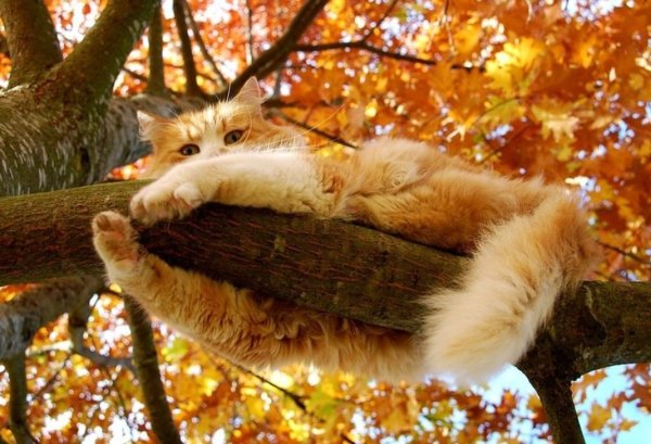 Кот осень дождь