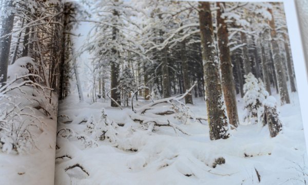 Художник Шишкин зимний лес