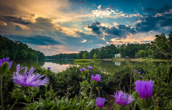 Лето река цветы