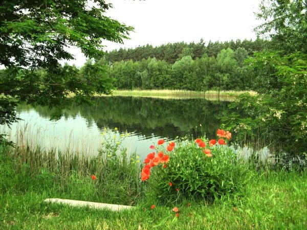 Азорские острова цветы