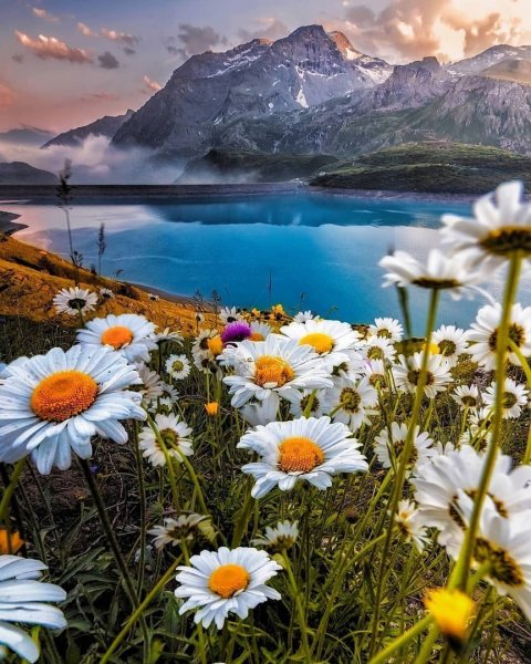 Ромашковое поле Каменск Уральский