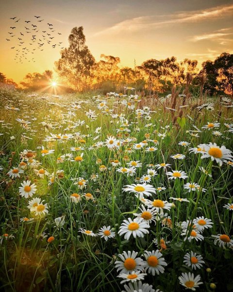 Ромашковое поле фото