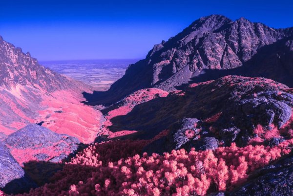 Мир в розовом цвете