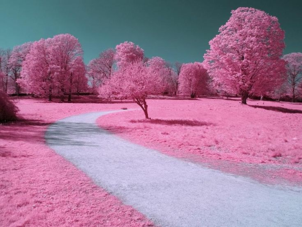 Красивый розовый пейзаж