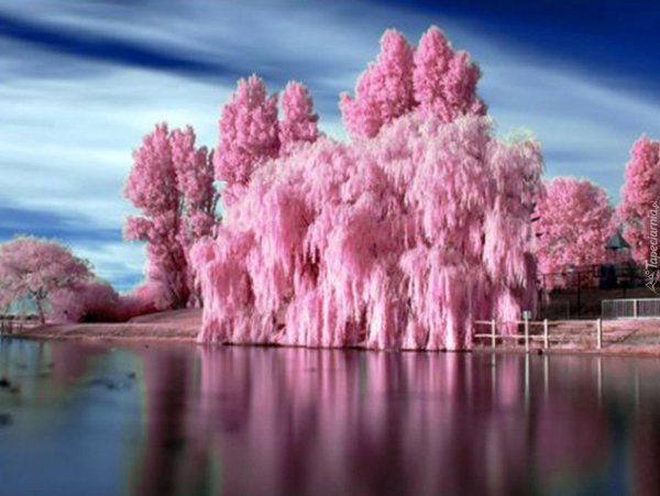 Природа в розовых тонах