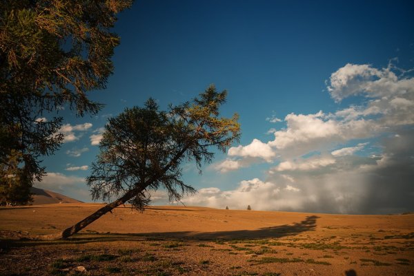 Приалейская степь