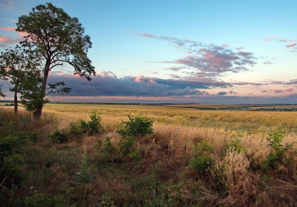 Аккерманские степи