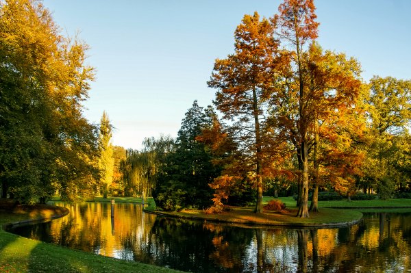 Кленовая роща пруд