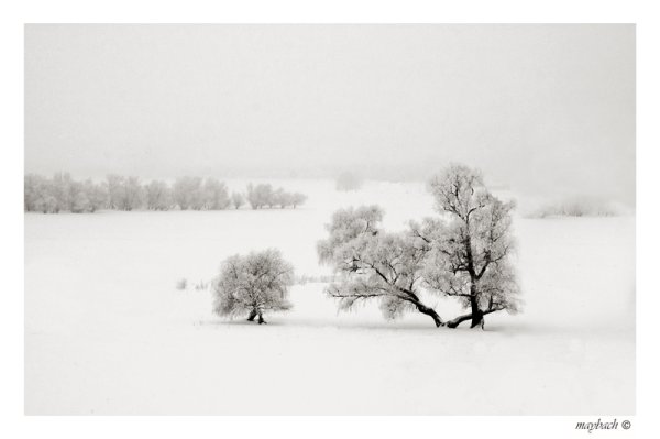 Черно белый зимн й пейзаж
