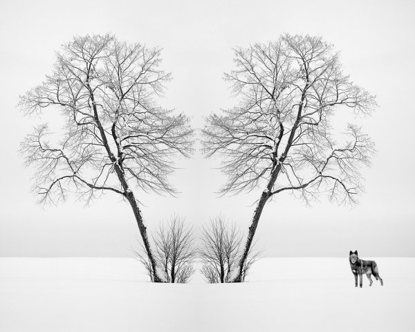 Зарисовки зимних деревьев