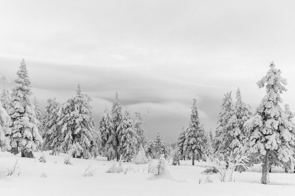 Зимний лес чёрно белый
