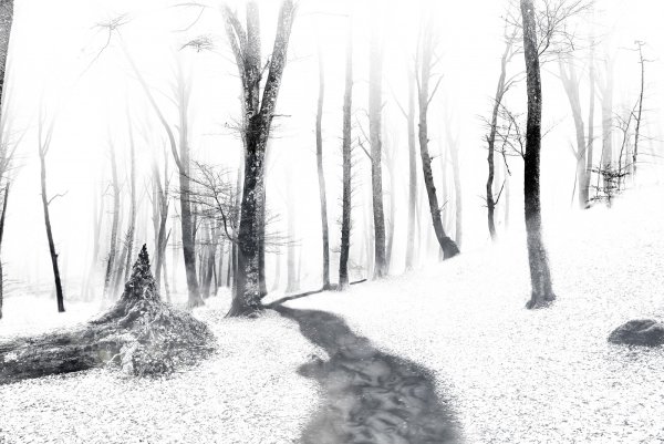 Зимний лес карандашом