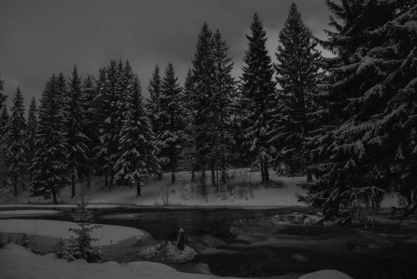 Зимой в лесу