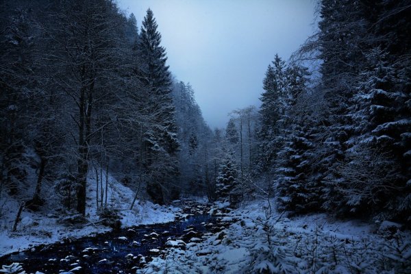 Мрачный зимний лес