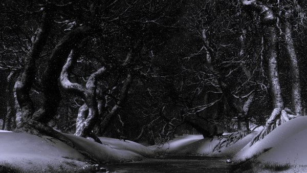 Страшный зимний лес