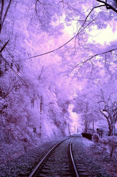 Зима в лиловых тонах