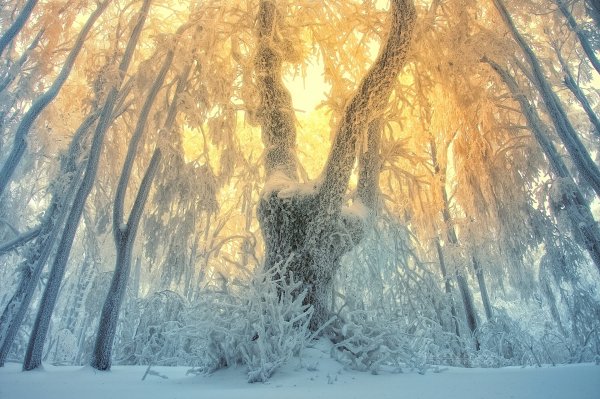 Волшебный снежный лес