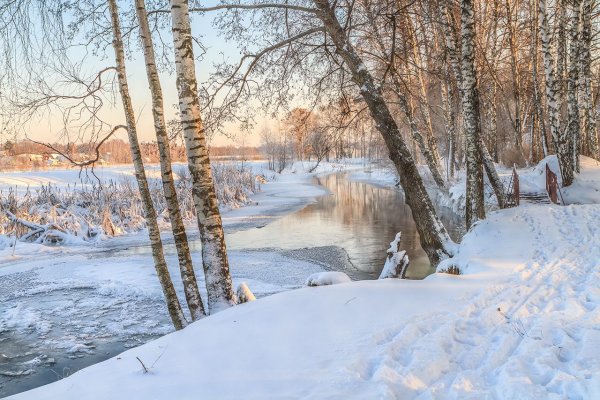 Берёза у реки зимой