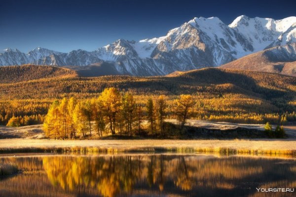 Алтай Тайга