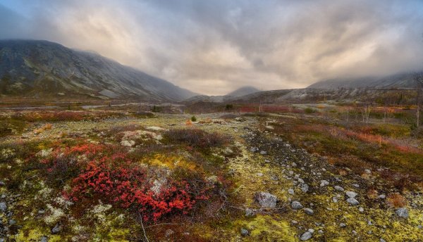 Тундра Кольского полуострова