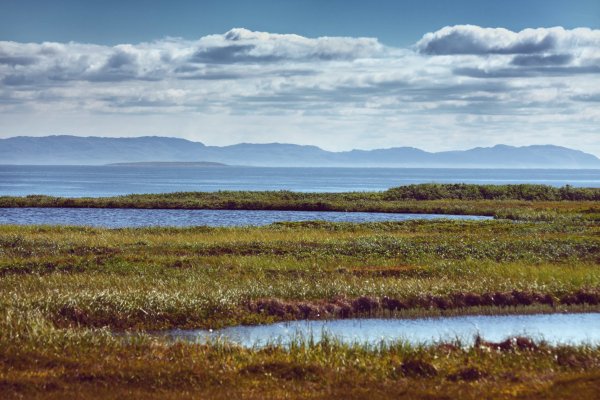 Лес Магаданская область тундра