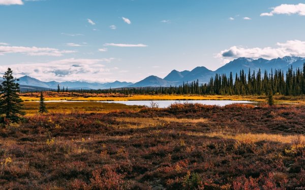 Лесотундра Восточная Сибирь