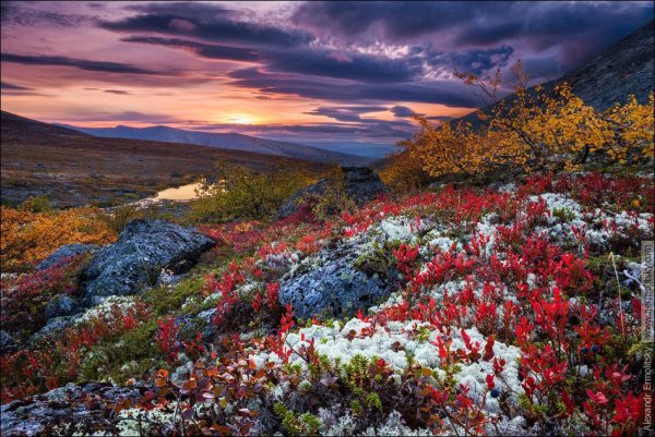 Лето тундра новый Уренгой