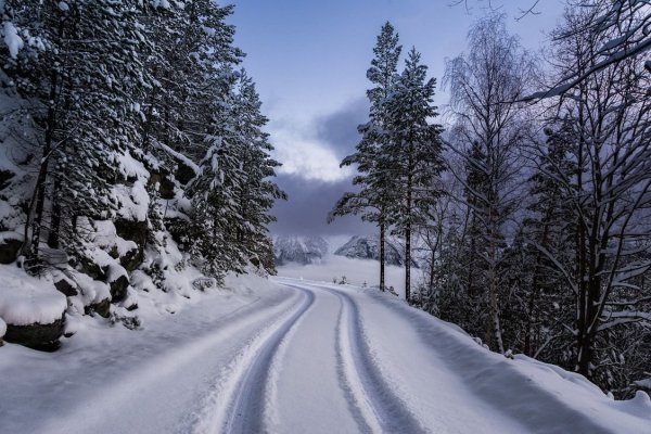 Зимний лес с дорогой