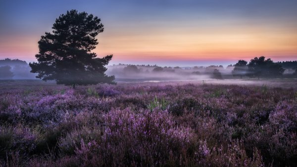 Крым Тургеневка Лаванда