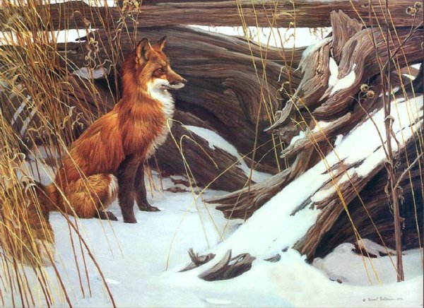Роберт Бейтман художника Лисичка