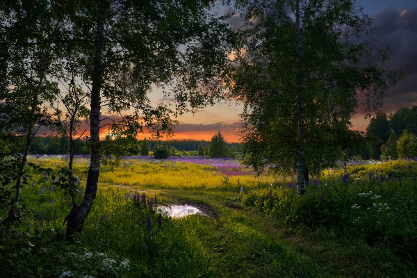 Родные просторы Пушгоры панорама