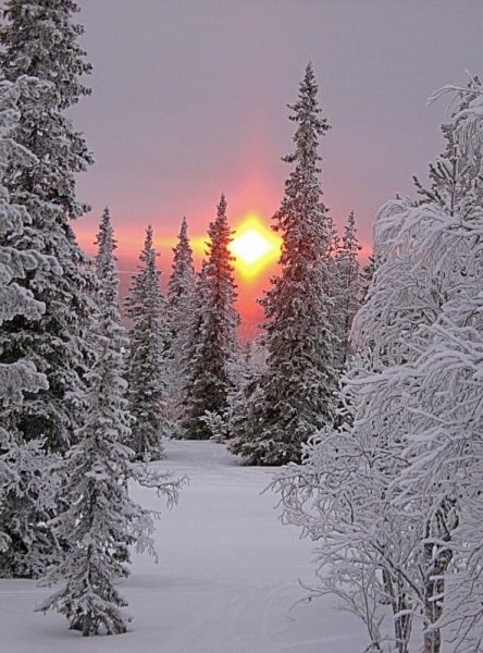 Зимняя природа