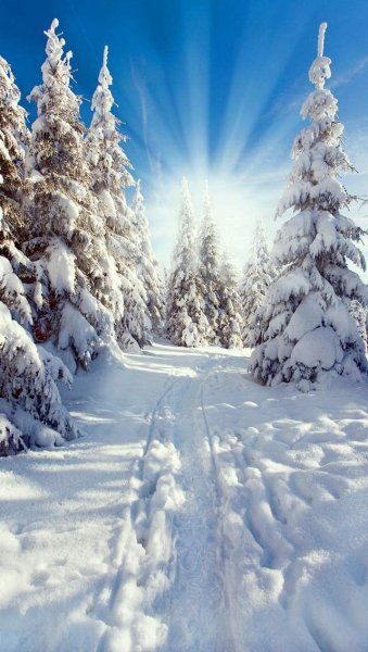 Зимний рассвет