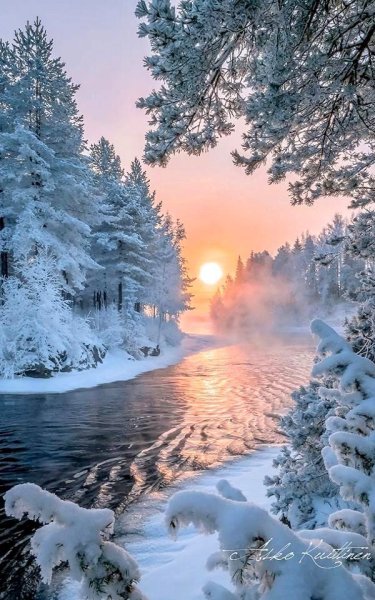 Пейзаж с елками