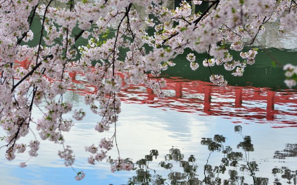 Цветущие деревья у воды