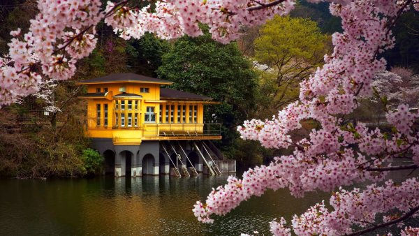 Сад Сакуры в Японии