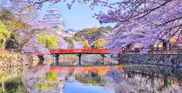 Япония Токио Сакура