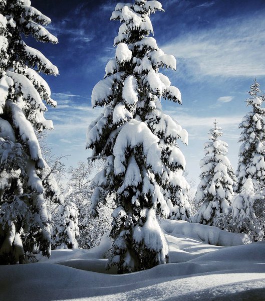 Красивая зима