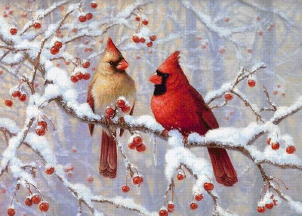 Свиристель и красный Кардинал