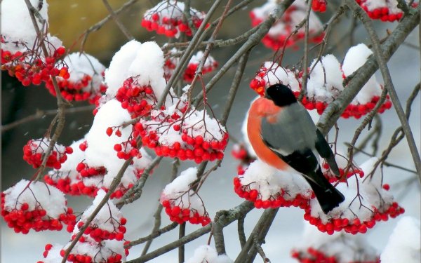 Майстренко Геннадий Снегири художник
