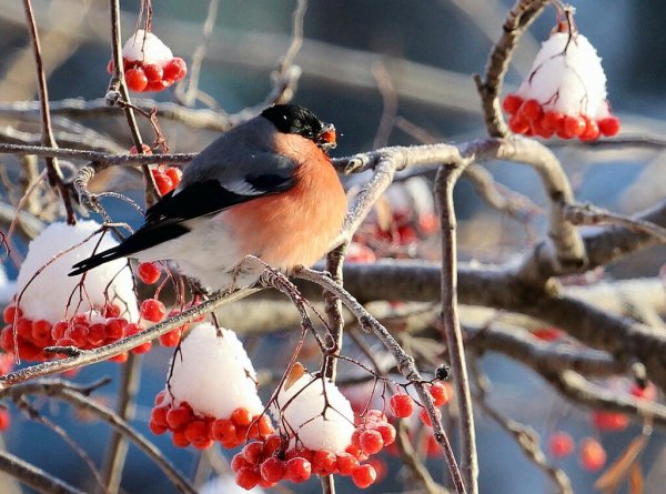 Художник Майстренко Геннадий картины зима