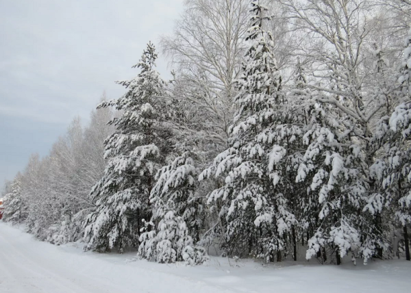 Природа Екатеринбурга зимой