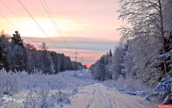 Лес Екатеринбург зимой