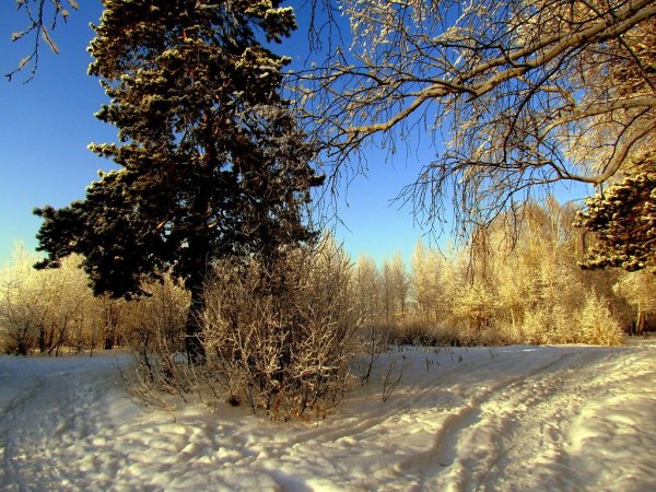 Природа Екатеринбурга зимой