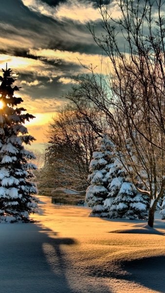 Швейцария горы лес зима