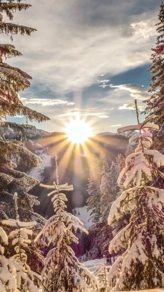 Зимний новогодний пейзаж
